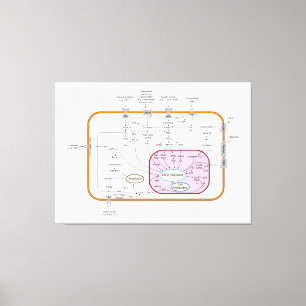 Diagrama de las rutas de transducción de la señal 