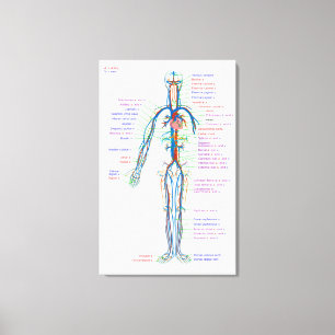 Diagrama de lienzo Arterias del sistema circulator