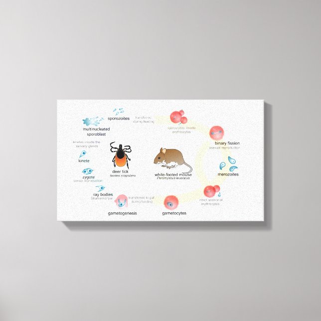 Diagrama de lienzo Biciclo de vida de Babesia micr (Anverso)