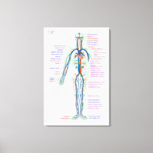 Diagrama de Lienzo del Sistema Circulatorio Humano