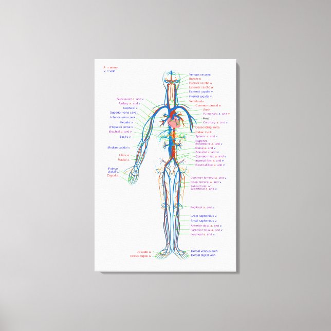 Diagrama de Lienzo del Sistema Circulatorio Humano (Anverso)