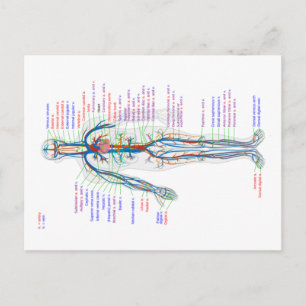 Diagrama de postales Arterias del sistema circulat