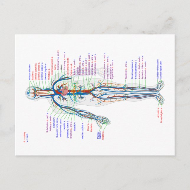 Diagrama de postales Arterias del sistema circulat (Anverso)