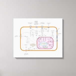 Diagrama de vías de transducción de señales génica