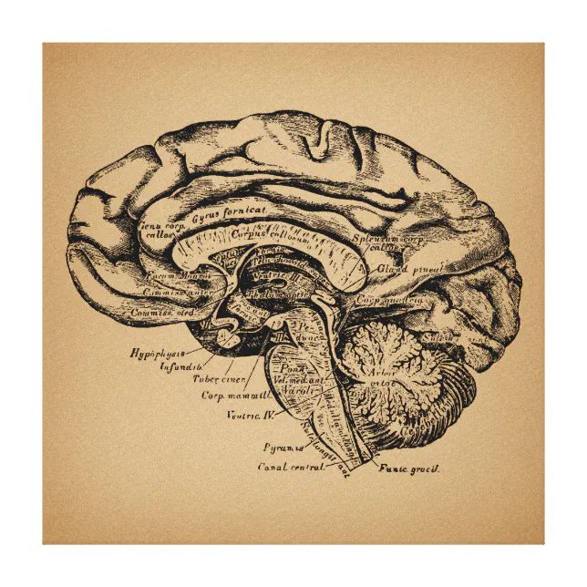 cerebro dibujo arte