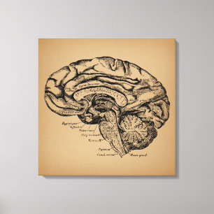 Diagrama del cerebro antiguo Anatomía médica arte