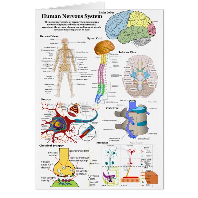 Diagrama del cerebro humano y del sistema nervioso (Frente)