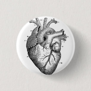Diagrama del corazón humano Pin de botón blanco y