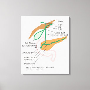 Diagrama del sistema biliar de lienzo Vesícula bil