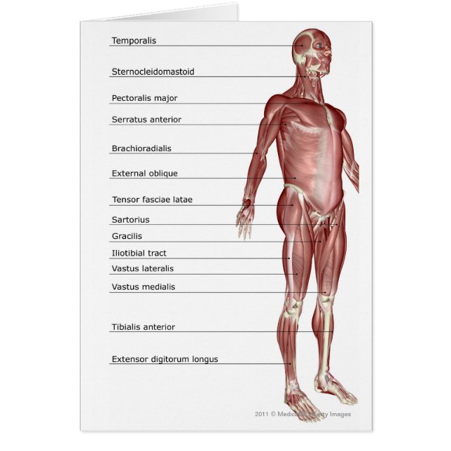Diagrama del sistema muscular (Frente)