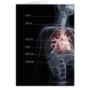 Diagrama del sistema respiratorio y del corazón