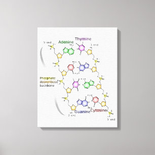 Diagrama en lienzo de la estructura química del AD