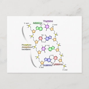 Diagrama postales de la estructura química del ADN
