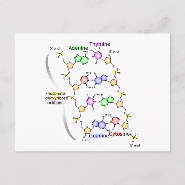 Diagrama postales de la estructura química del ADN (Anverso)