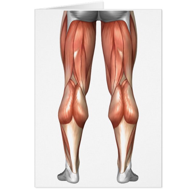 Diagrama que ilustra los grupos musculares de las  (Frente)