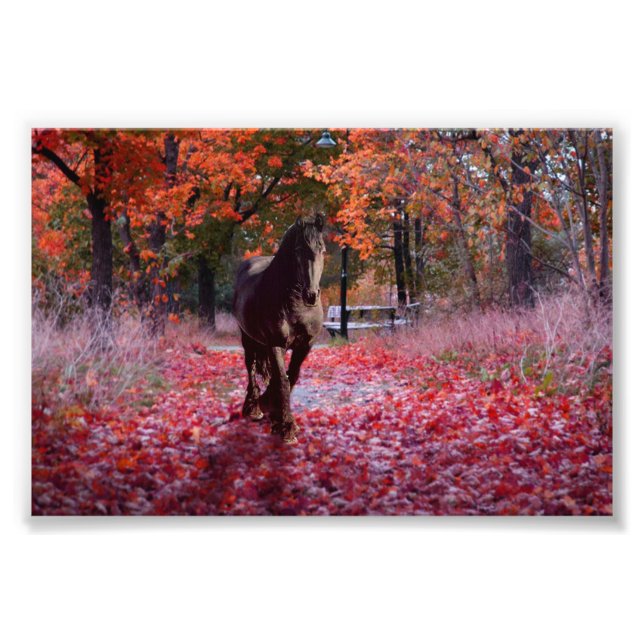 DIAMOND VIII Friesiano - Impresión fotográfica (Frente)