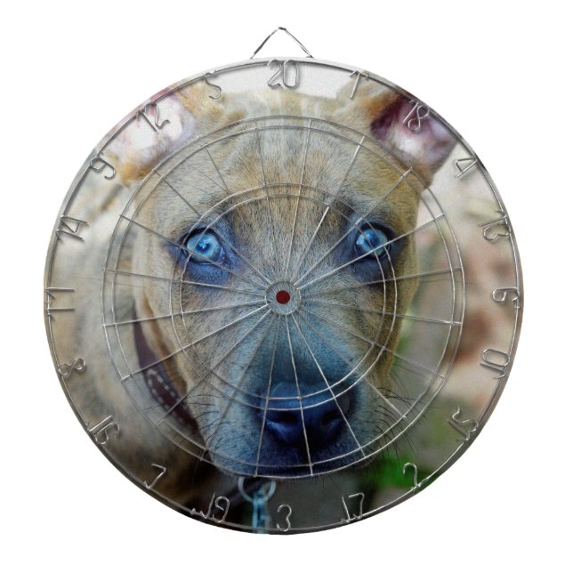 Diana Brindle Pit Bull con una foto de Shirley Taylor (Frente)