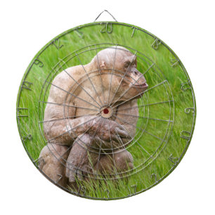 Diana Chimpanzee sin pelo