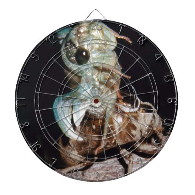 Diana Cicada (Frente)