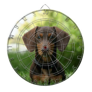 Diana Dachshund Puppy