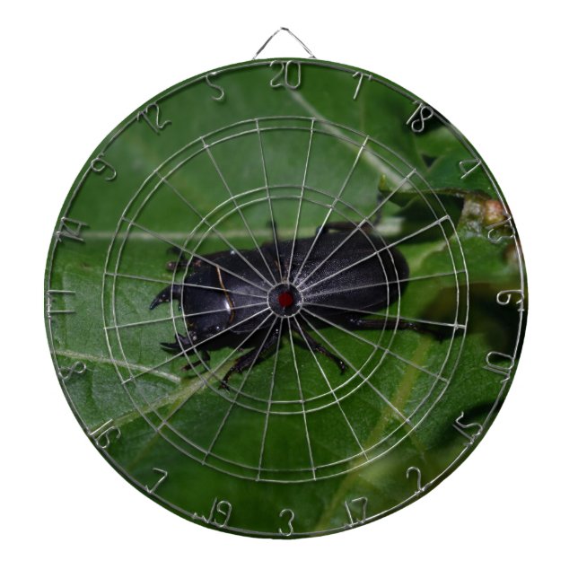 Diana Dorcus parallelipipedus , el escarabajo de menor t (Frente)