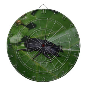 Diana Dorcus parallelipipedus , el escarabajo de menor t