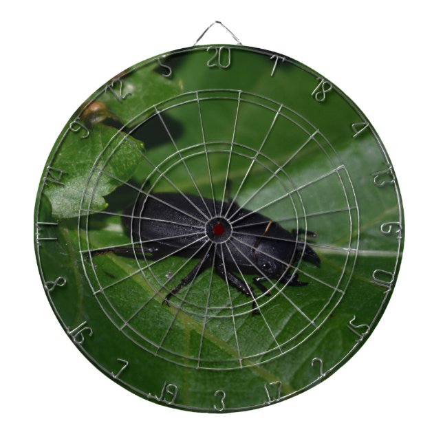 Diana Dorcus parallelipipedus , el escarabajo de menor t (Frente)