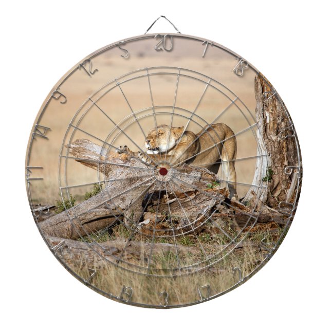 Diana Estiramiento de la leona (Frente)