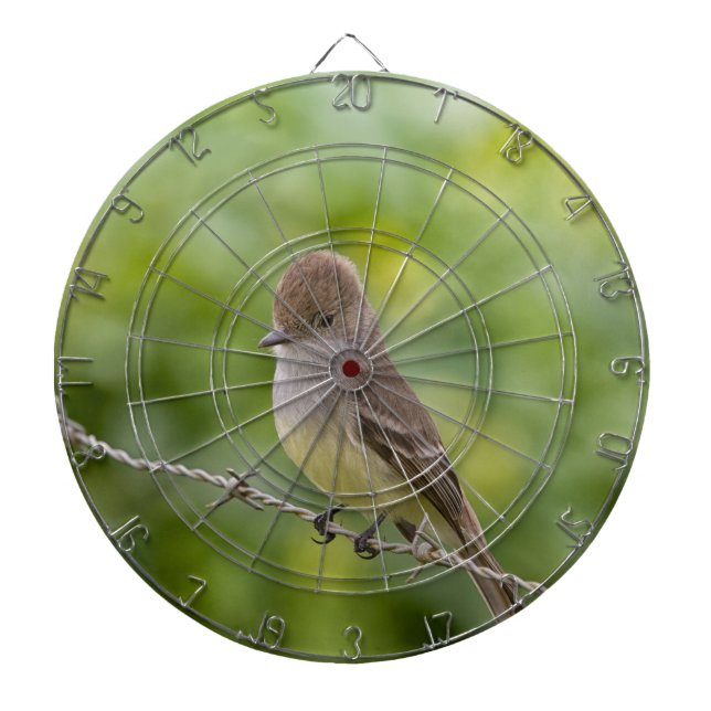 Diana Flycatcher (Frente)