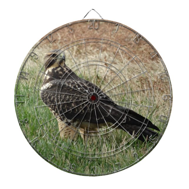 Diana Halcón de Swainson B52 (Frente)