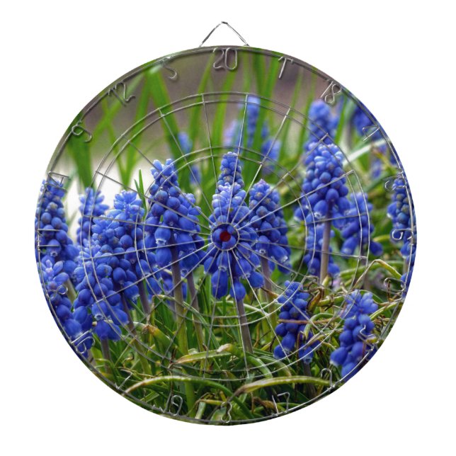 Diana Hyacinth de uva (Frente)