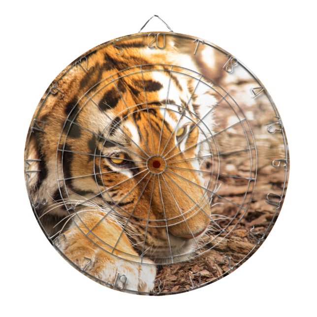 Diana Reposo de tigres (Frente)