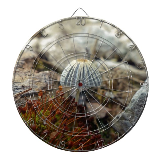 Diana Toadstoide pequeño (Frente)