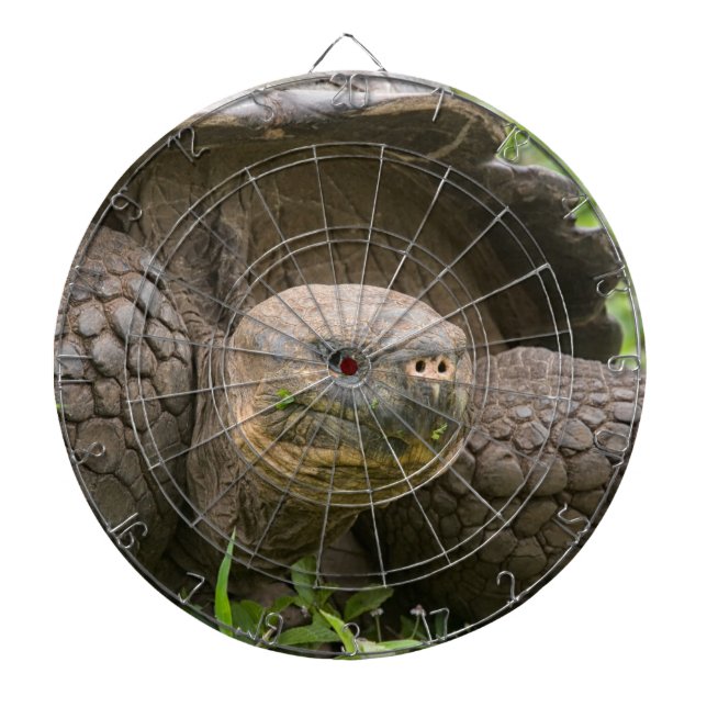 Diana Tortuga gigante (Frente)