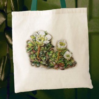 Diapensia lapponica flor bolsa