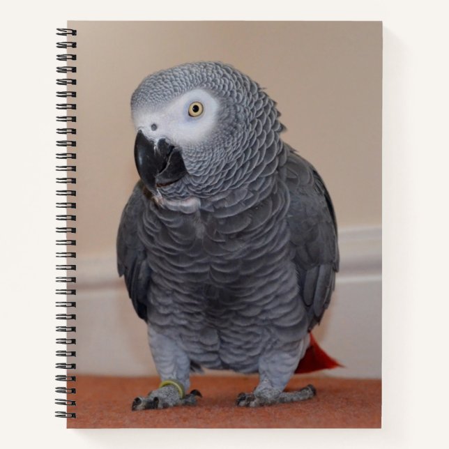 Diario de loros grises africanos (Anverso)