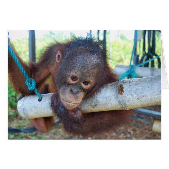 Días de lluvia en el santuario de bebés de vida sa (Anverso (Horizontal))