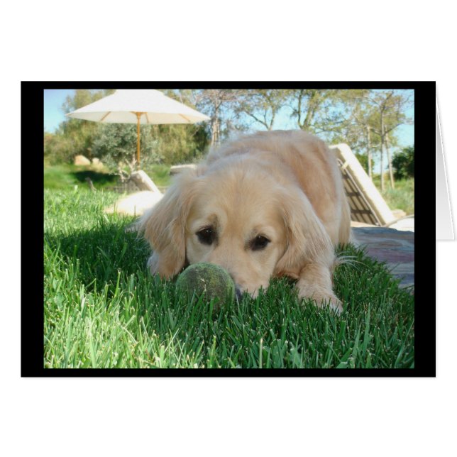 Días de perro de Tess (Anverso (Horizontal))
