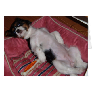 Días de perros de verano