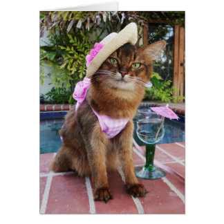 Días de verano que ofrecen verano el gato