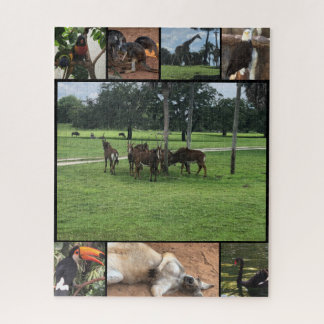 Días de Zoológico - Collage de Rompecabezas de Ani