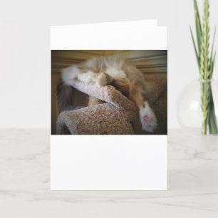 Días lentos, tarjeta