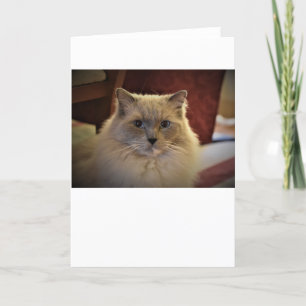 Días lentos, tarjeta