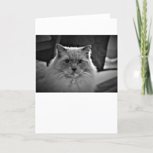 Días lentos, tarjeta