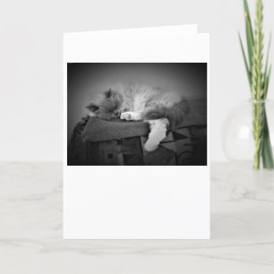 Días lentos, tarjeta