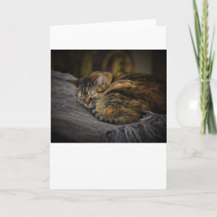 Días lentos, tarjeta