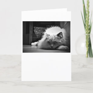 Días lentos, tarjeta