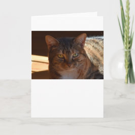 Días lentos, tarjeta