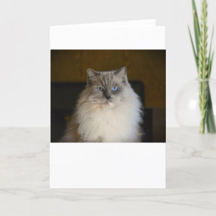 Días lentos, tarjeta