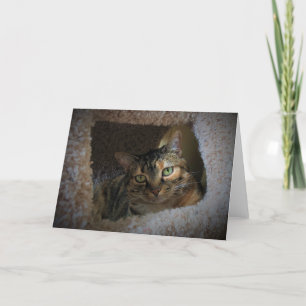 Días lentos, tarjeta